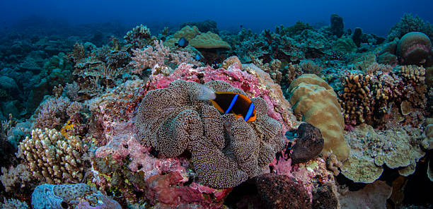Allard's clownfish or Allard's anemonefish (Amphiprion allardi) at the Siaes Corner dive site in Palau - Micronesia