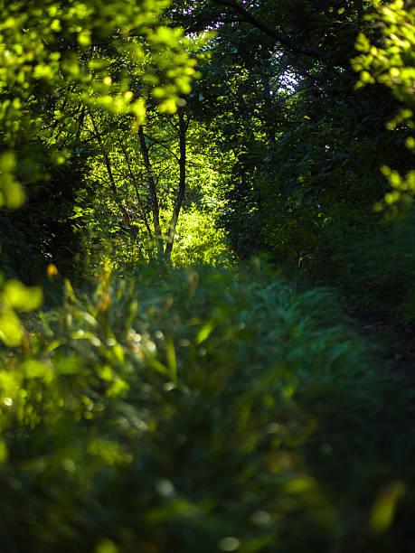 Path in woodland or garden among green grass and trees in sunny summer day.