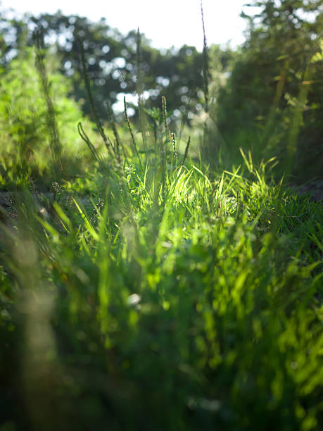 istock Lush green grass and trees in sunny summer day. 2229012399
