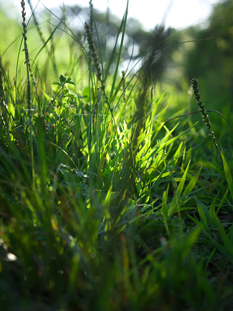 Lush green grass and trees in sunny summer day.