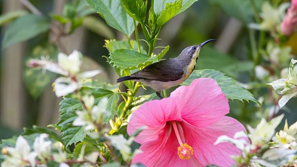 istock Small olive-brown bird perched beside a vibrant pink hibiscus flower 2229012460