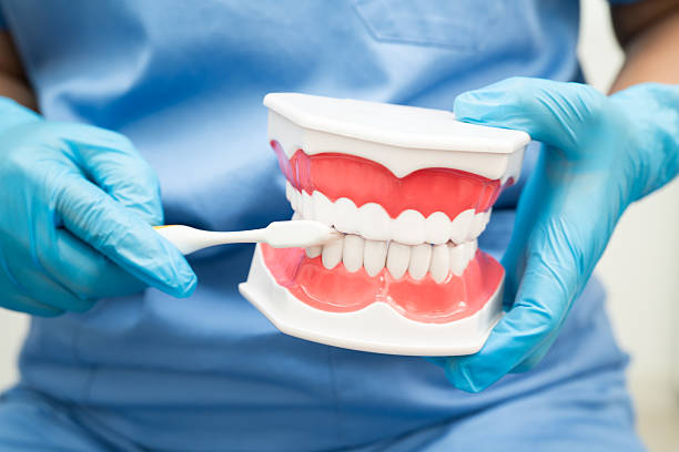 istock Doctor clean teeth denture with toothbrush for teach patient and dentist studying about dentistry. 2229016425