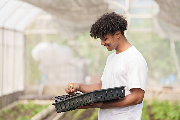 Young multiracial male student examining vegetable sprout while holding plastic seedling tray inside school greenhouse during agricultural science class focused on organic farming techniques