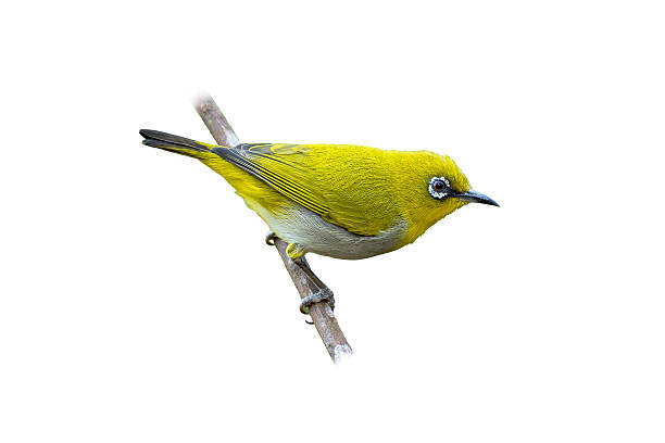 Close-up of an Indian White-eye on a branch, featuring vivid yellow feathers, white underparts, and a prominent white eye-ring against a clean white background.