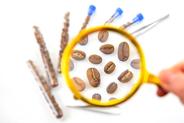 Examining roasted coffee beans in a research lab – A magnifying glass highlights coffee beans, with test tubes and tweezers representing scientific study, grading, and selection of premium coffee