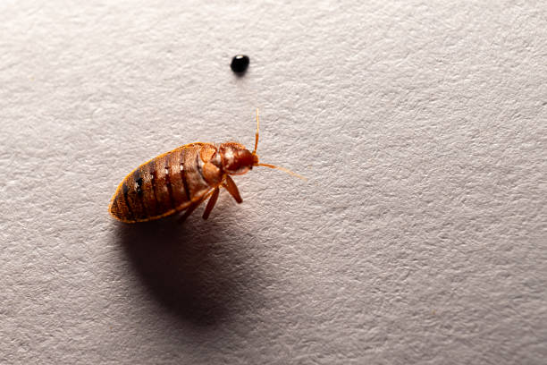 istock Household pest - Dead bedbug and white background 2229020894