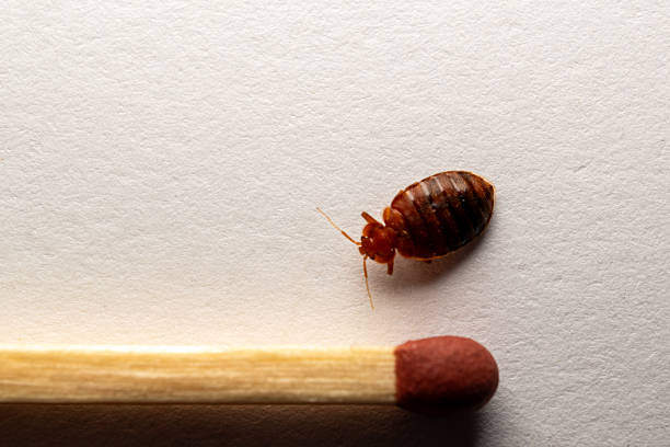 istock Household pest - Dead bedbug and white background 2229020897
