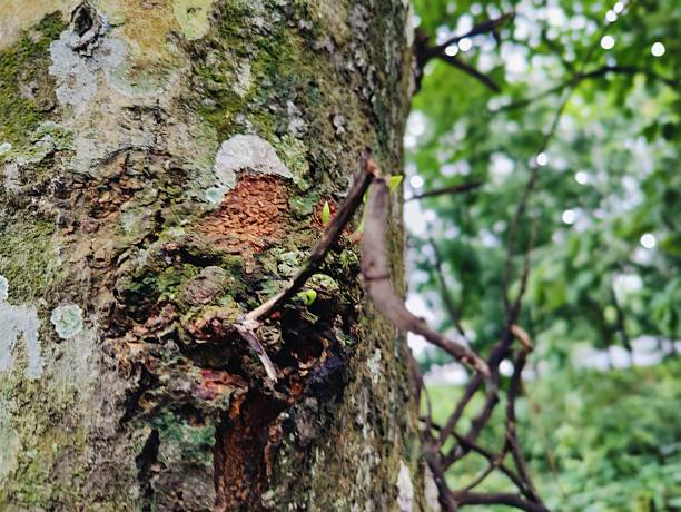 istock Close-Up of Tree Trunk with  nature elements and Detailed Bark Texture 2229024109