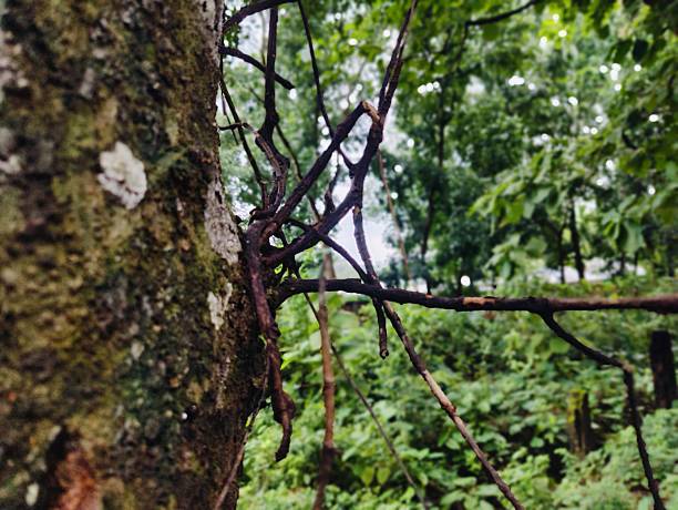 A detailed view of dried branches overlapping in a natural outdoor setting. The brown tones of the branches contrast with the muted blurred background, exemplifying natural beauty and environmental textures.