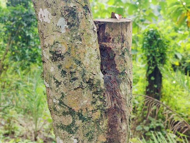 istock Lush vibrant forest with dense greenery and towering trees in serene atmosphere 2229024756
