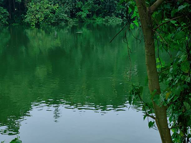 istock Serene lake scene with lush greenery and 
surrounding by  tree branches 2229025087
