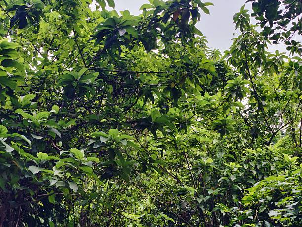 istock Vibrant green foliage in a dense forest setting 2229025157