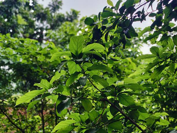 istock Vibrant green foliage in a dense forest setting 2229025345