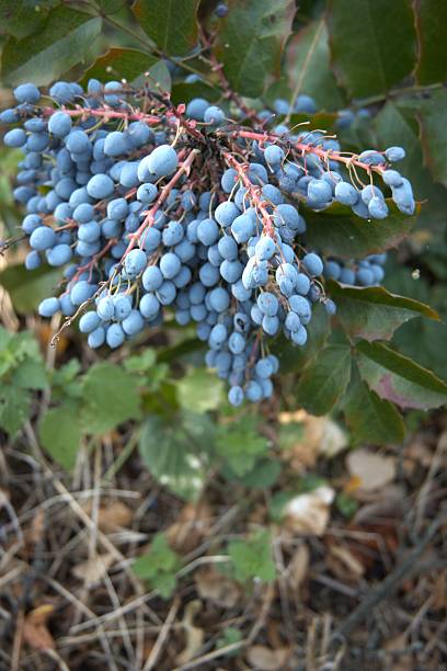 istock Blue berries of Oregon grape close-up 2229025379