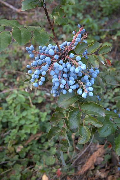 istock Blue berries of Oregon grape close-up 2229025385