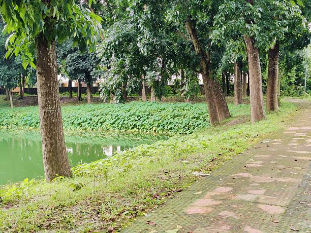 istock Lush vibrant forest with dense greenery and towering trees in serene atmosphere 2229026445