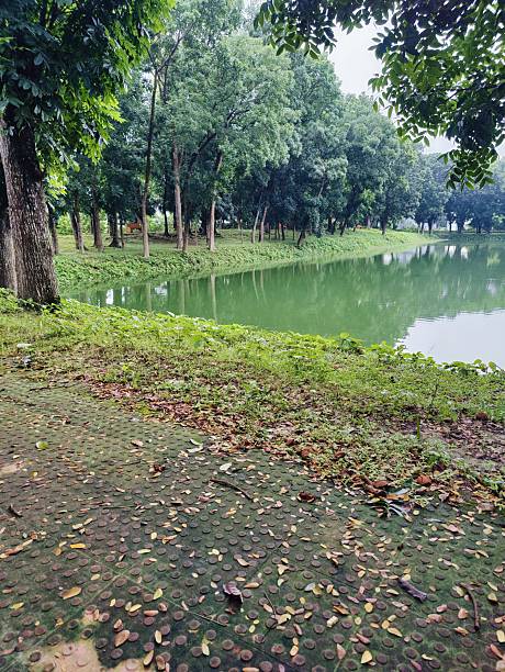 istock Lush vibrant forest with dense greenery and towering trees in serene atmosphere 2229026481