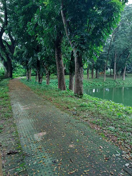 istock Lush vibrant forest with dense greenery and towering trees in serene atmosphere 2229026529