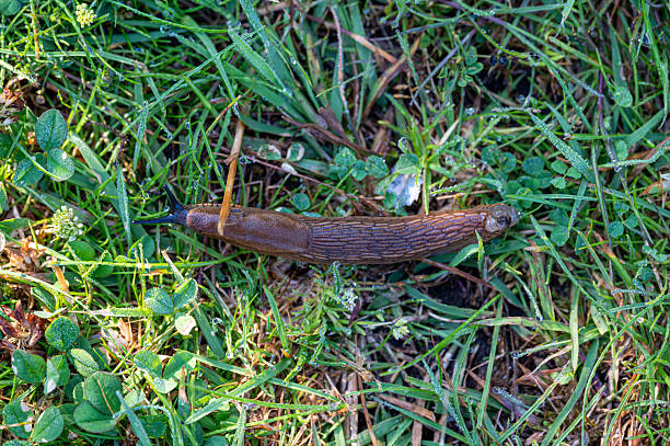 istock Spanish slug on green lawn early morning 2229026781