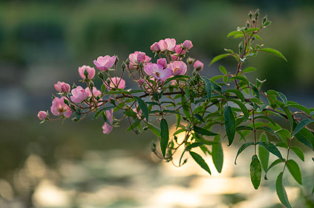 Pink wild rose flowers with green foliage captured in golden hour light against a soft bokeh background of water reflections