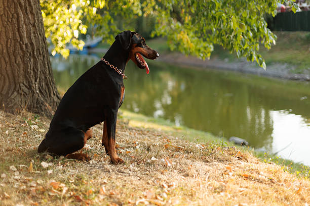 A Doberman sits near a river and looks into the distance