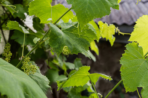 Branches of the blooming vine with young leaves covered with drops of dew on the edges and inflorescences on a blurred background in selective focus at overcast morning