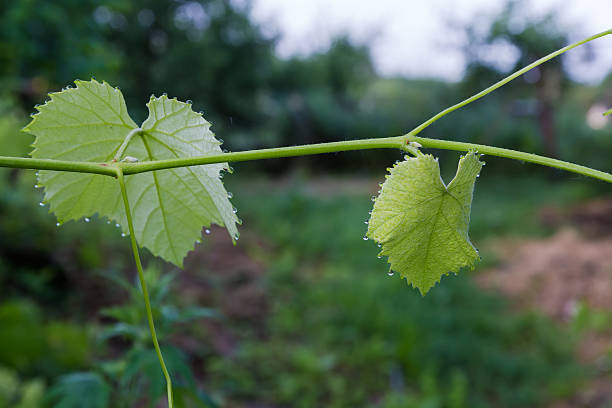 Branch of vine with young leaves covered with drops of dew on the edges on a blurred background in overcast morning