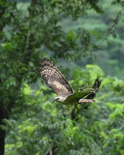 istock Vibrant wild birds perched gracefully on jungle branches, 2229030596