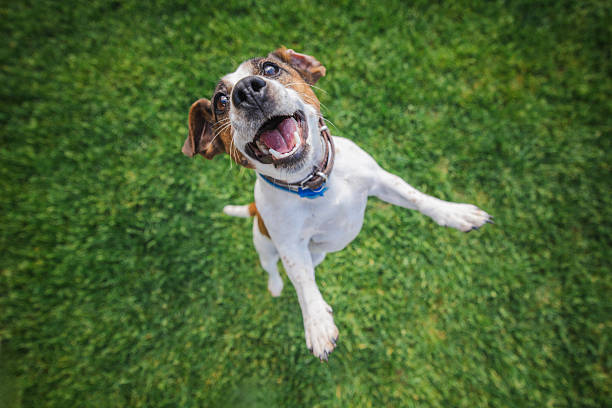 Joyful Jack Russell Terrier jumps with mouth open and ears flapping on a green lawn during an energetic outdoor play session stock photo