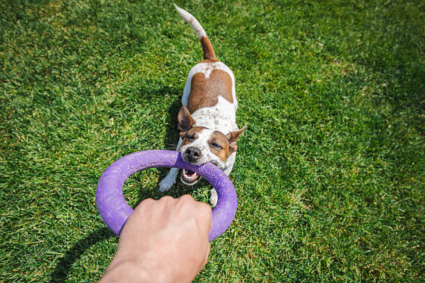 Determined Jack Russell Terrier pulls on a purple ring toy held by its owner, teeth clenched and eyes focused during a tug-of-war game on green grass.