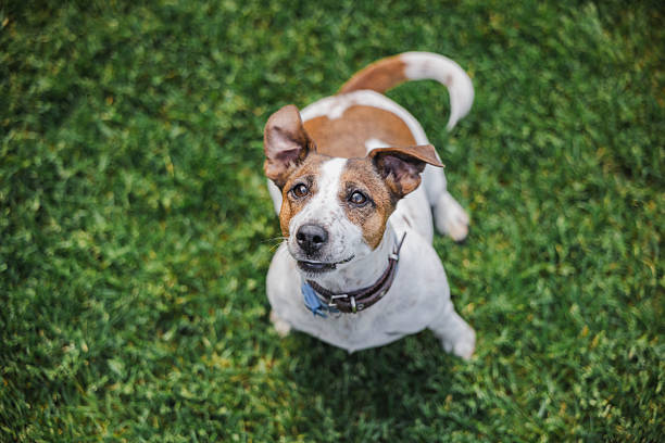 istock Joyful Jack Russell Terrier stands on grass with perked ears and a bright, excited face, looking up attentively at its owner 2229031601