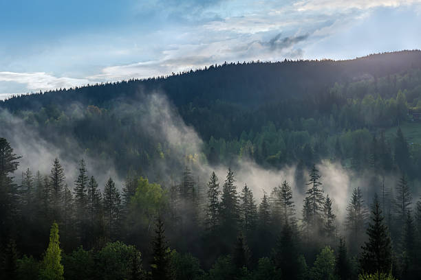 istock Mountain forested slope with rising clouds in summer morning 2229031621