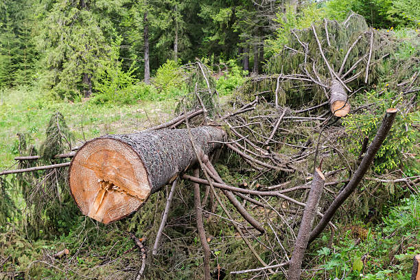 istock Freshly sawn high fir cut into two parts in mountains 2229032164