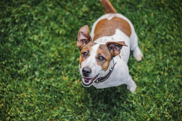 istock Happy Jack Russell Terrier stands on green grass with ears perked and a joyful expression, looking up in anticipation 2229032281