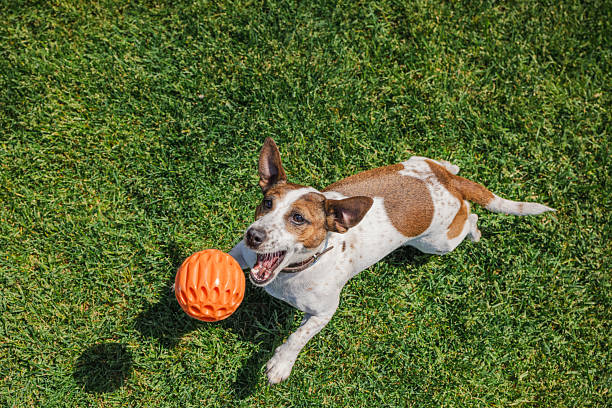 istock Excited Jack Russell Terrier leaps toward an orange ball during a fast-paced game on a sunlit green lawn. 2229032702