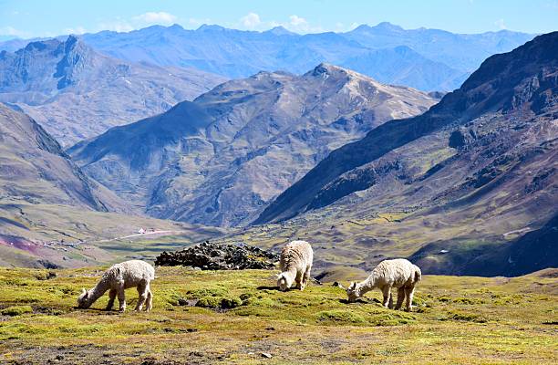 Llamas in the Andes Mountains
