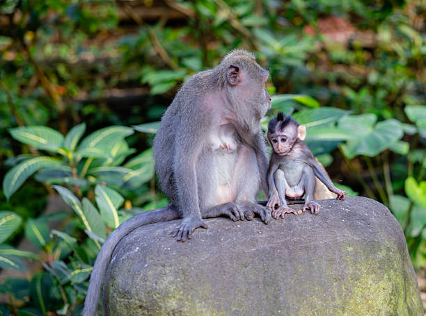 istock Mother and baby monkey sits  at monkey forest, Ubud, Bali, Indonesia. 2229033721