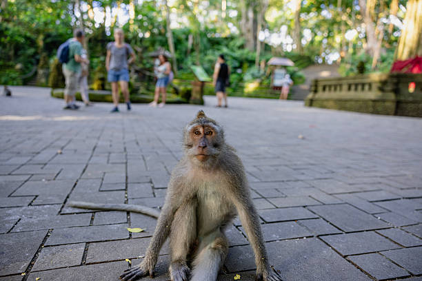 istock Moneky forest Ubud, Bali, Indonesia 2229033728