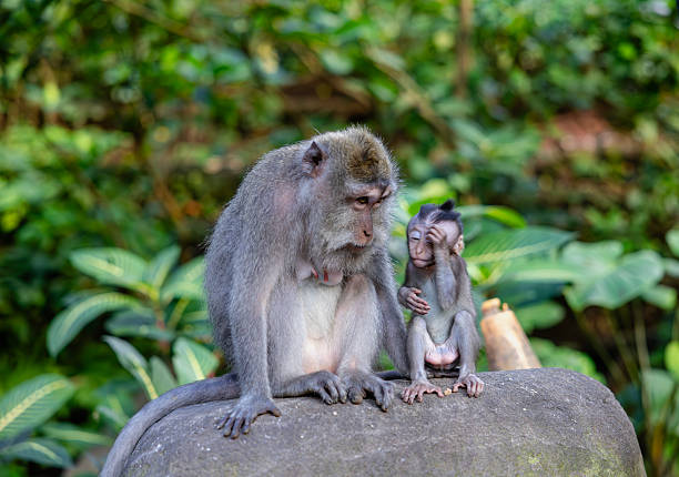 istock Mother and baby monkey sits  at monkey forest, Ubud, Bali, Indonesia. 2229033730