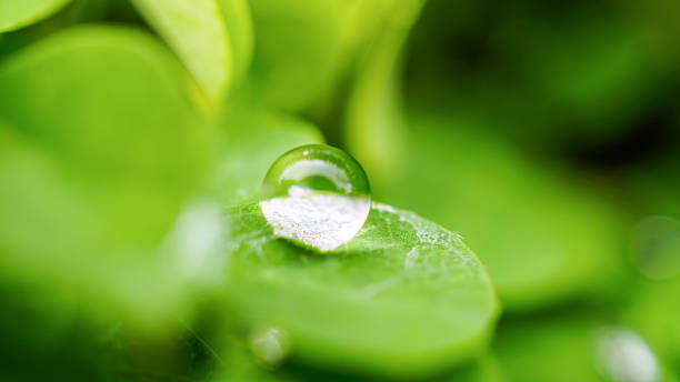 istock Beautiful rain water drop on green leaf closeup natural background 2229033731