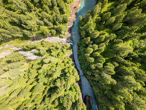 Top-down view of a clear river winding through dense green forest. Scenic natural landscape with flowing water and tall trees. Aerial nature shot of wilderness and river valley.