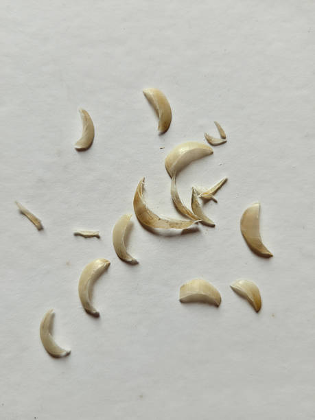 istock Pile of nail clipping on white background 2229035694