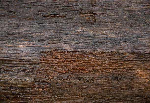 A close-up of the texture of tree bark, showing natural wood patterns and a grainy surface, is ideal for eco-friendly projects and nature-themed designs. Organic material and carbon neutrality.