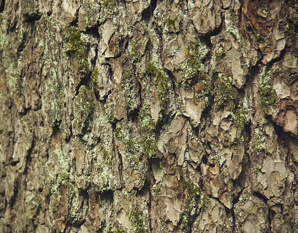 istock The bark of the tree is covered with patterns and roughnesses 2229035935