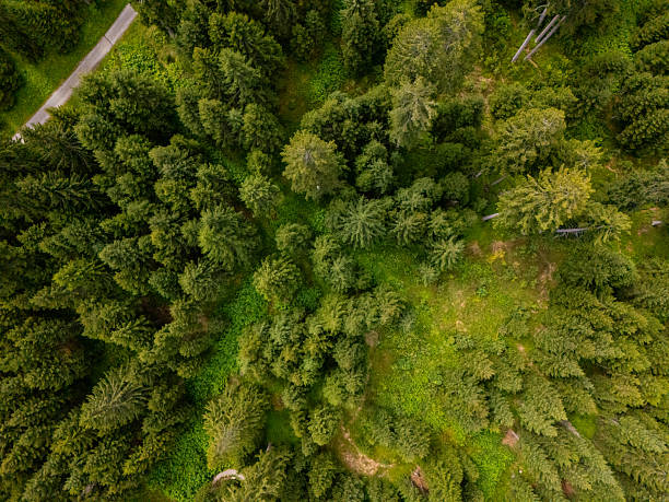 istock Aerial View of Dense Green Forest Canopy 2229037090
