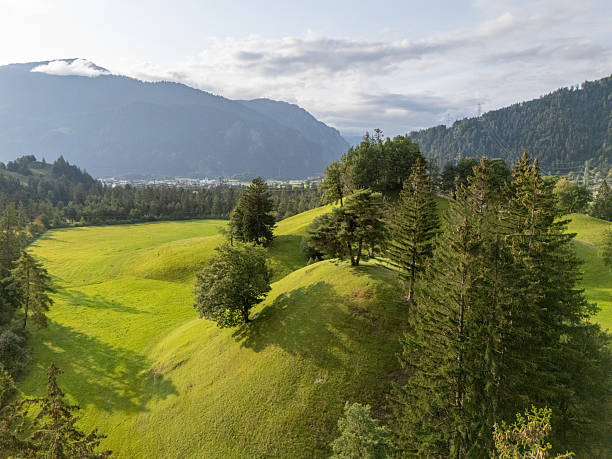 Top-down photo of lush green forest with tall trees and dense foliage. Aerial perspective showing natural woodland and vibrant vegetation. Forest landscape from above with mixed coniferous trees.