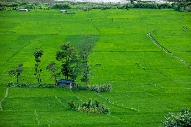 Samosir Island, Lake Toba, North Sumatra, Indonesia - January 30th 2024: Freshly planted rice plants in a muddy field in front of farm buildings