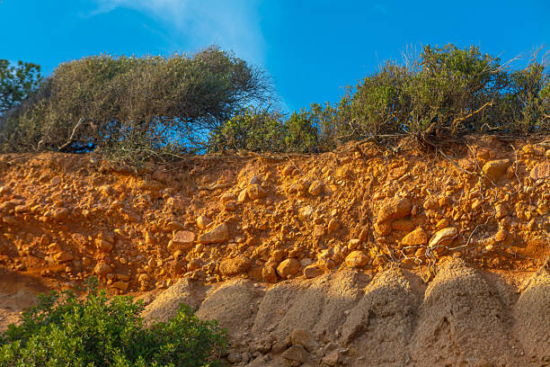 Hillside cross section reveals layered soil and rock beneath dense greenery. Exposed roots and erosion patterns highlight nature slow sculpting over time