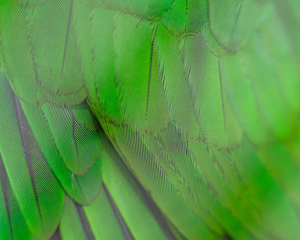 istock Close-up of vibrant green parakeet feathers. 2229038253