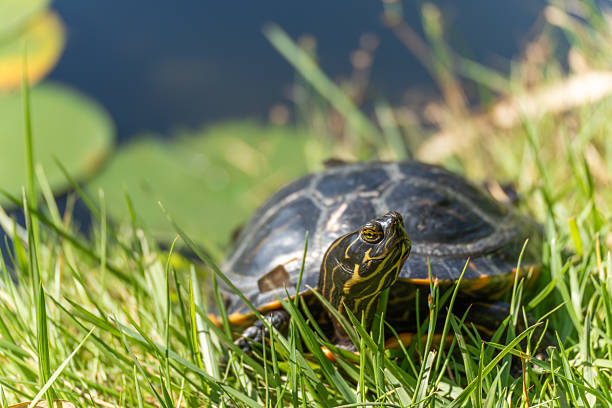 istock Turtle by the water with water lilies. 2229038433